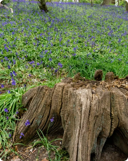 Stump Grinding Service in Delano, CA