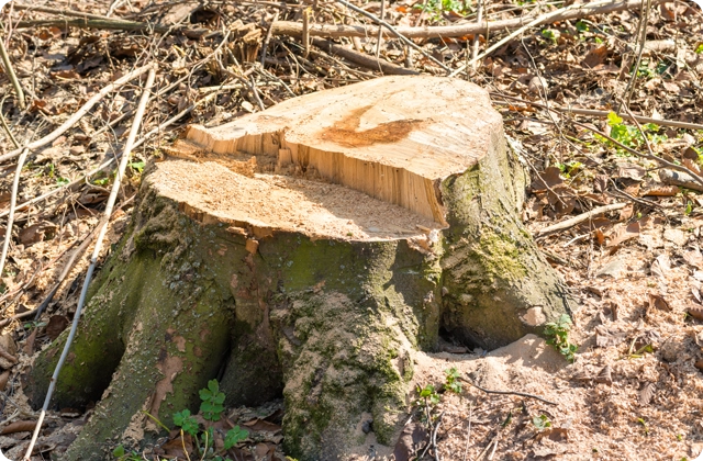 Stump Grinding