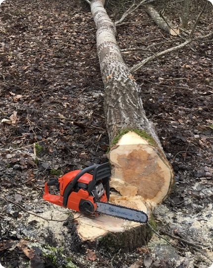 Why Professional Tree Removal Is Non-Negotiable