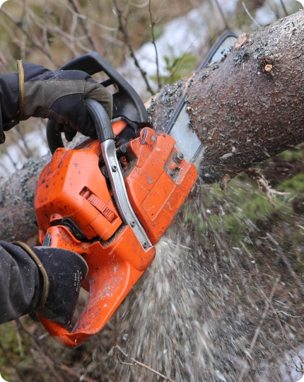 Why Professional Tree Removal Is Non-Negotiable